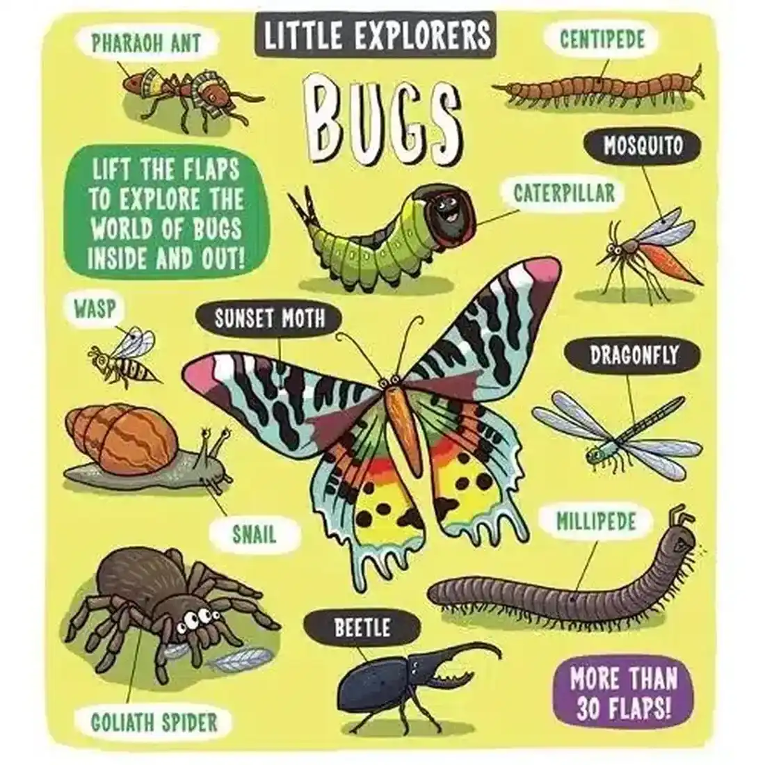 LITTLE EXPLORERS: BUGS