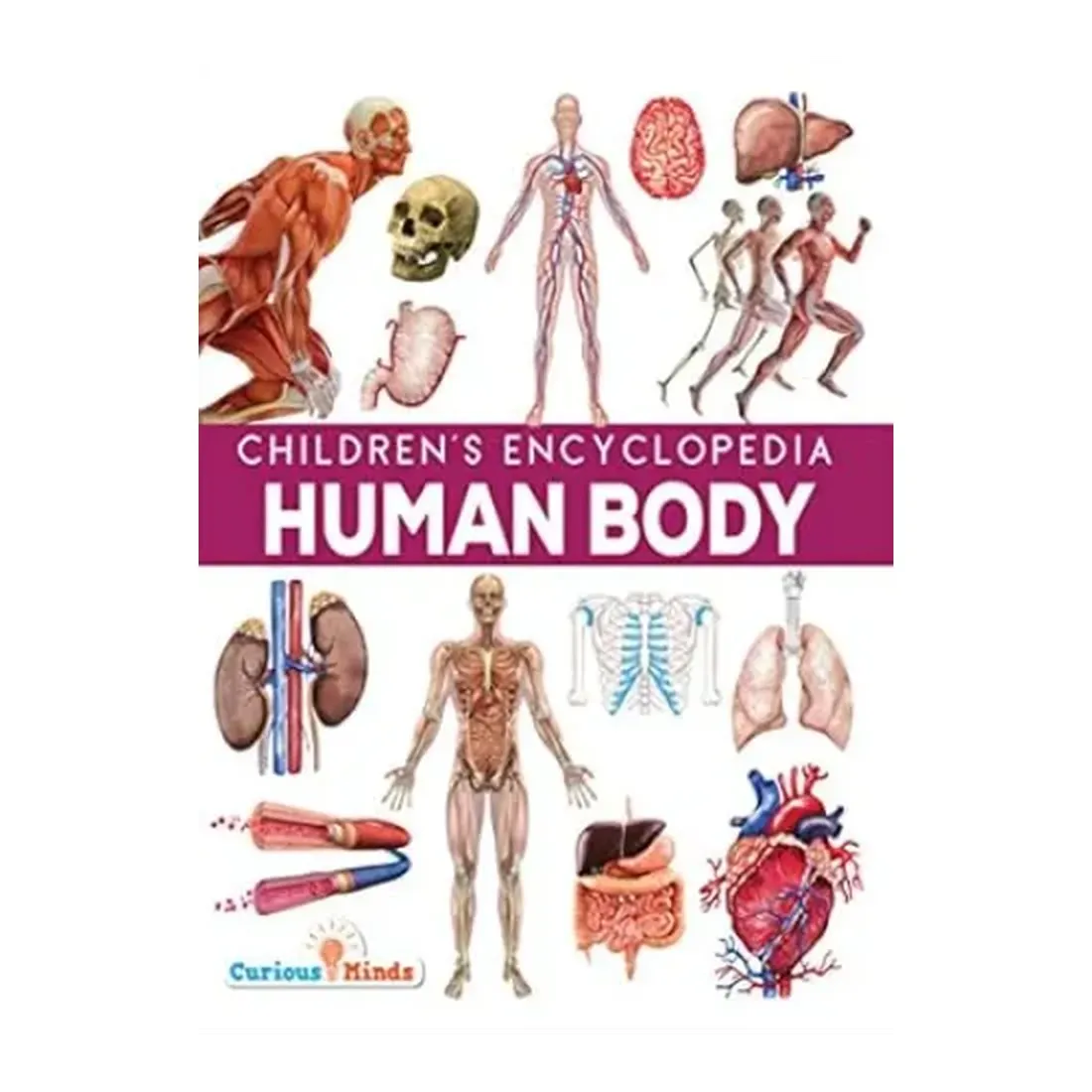 Human Body- Childrens Encyclopedia